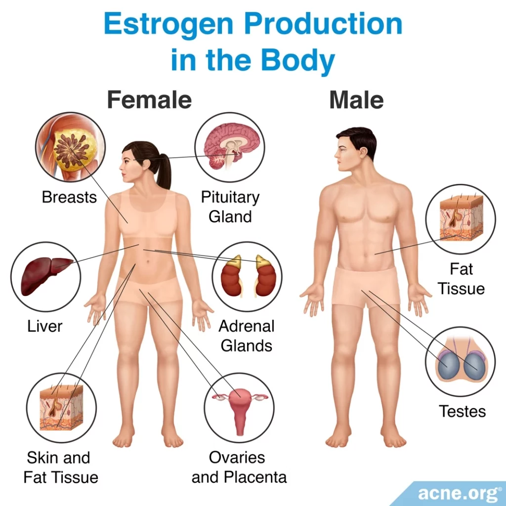 Estrogen Production in the Body