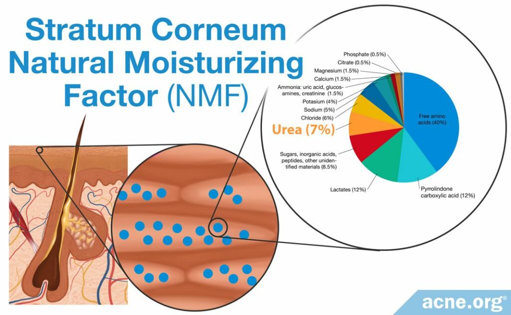 Natural Moisturizing Factor (NMF) Located in Stratum Corneum
