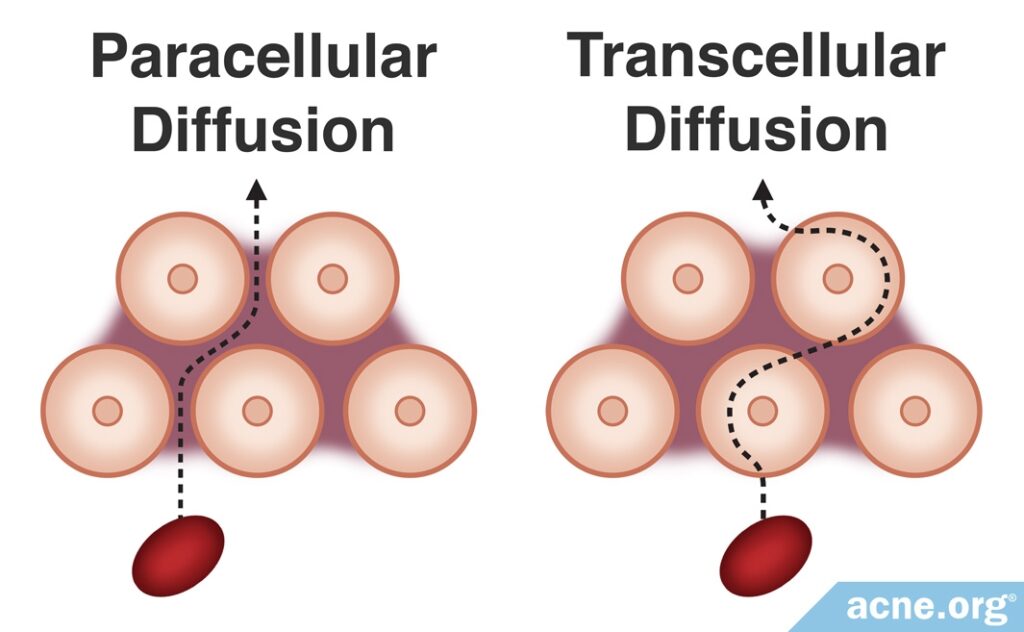 Paracellular Diffusion - Transcellular Diffusion
