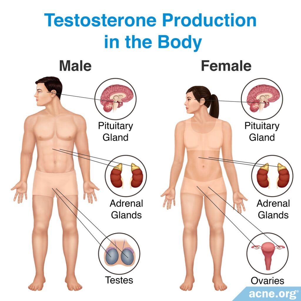 Testosterone Production in the Body