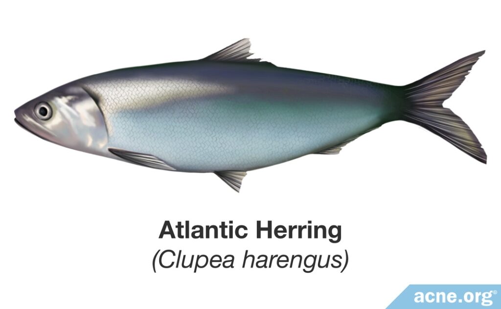 Atlantic Herring