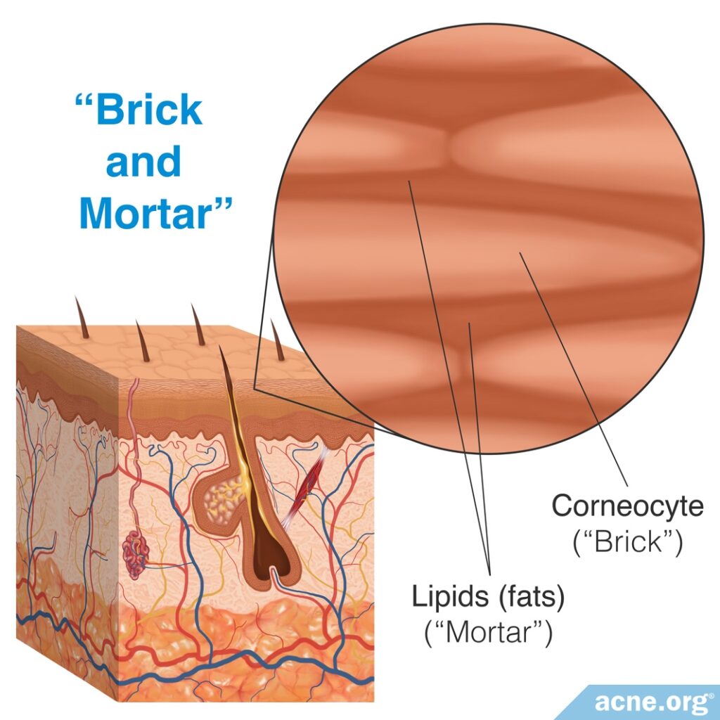 Bricks and Mortar of the Skin: Corneocytes and Lipids