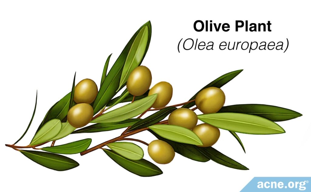 Olive Plant (Olea europaea)