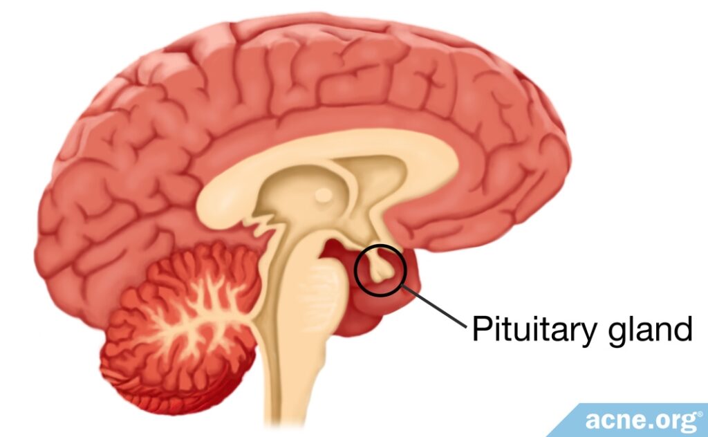 Pituitary Gland