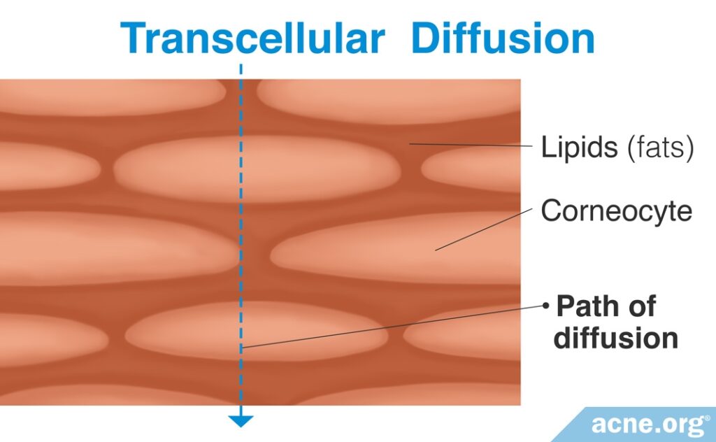 Transcellular Diffusion in the Skin
