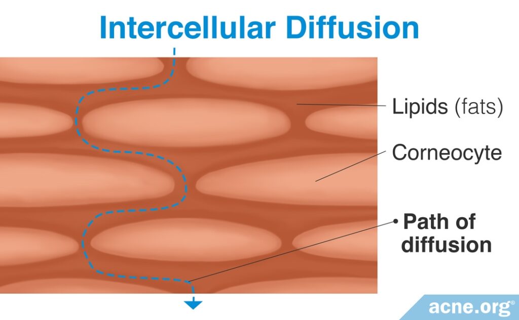 Intercellular Diffusion in the Skin