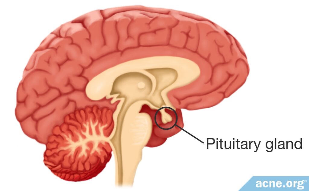 Pituitary Gland