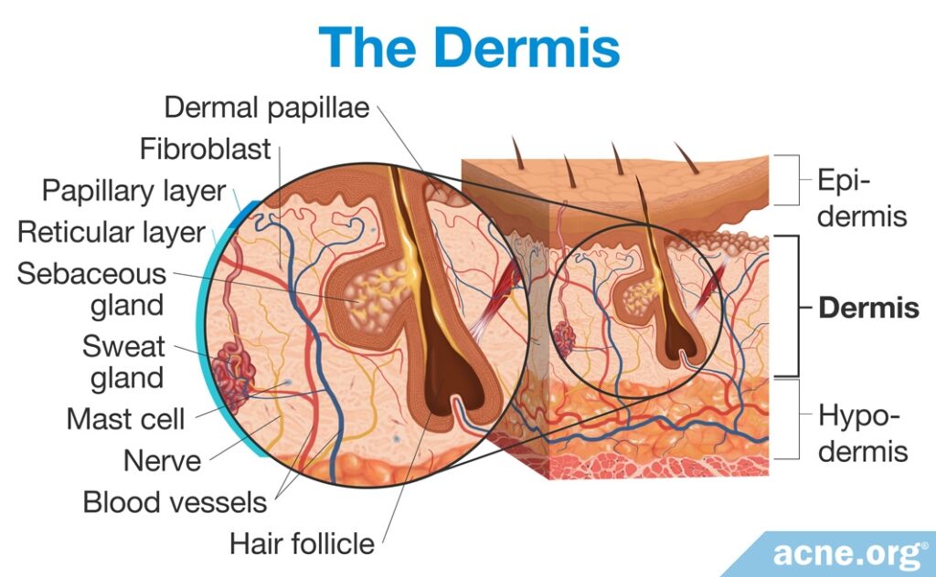 The Dermis