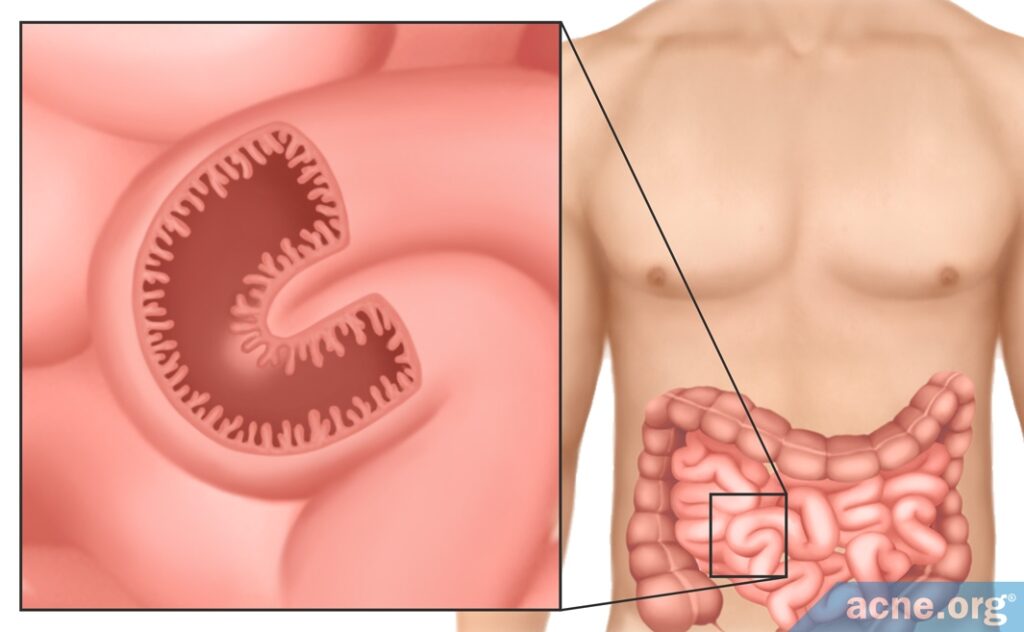 The Role of Good Gut Bacteria in the Gut