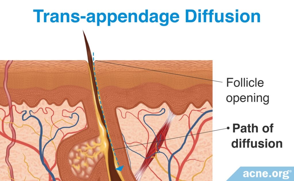 Trans-appendage Diffusion in the Skin