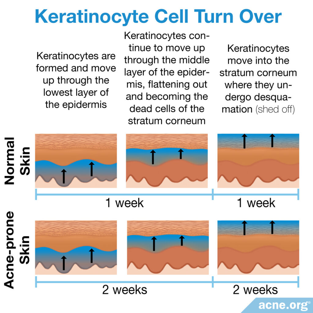 Keratinocyte Cell Turnover