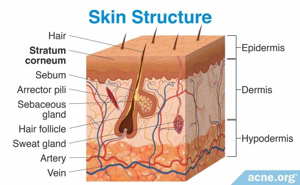 Skin Structure