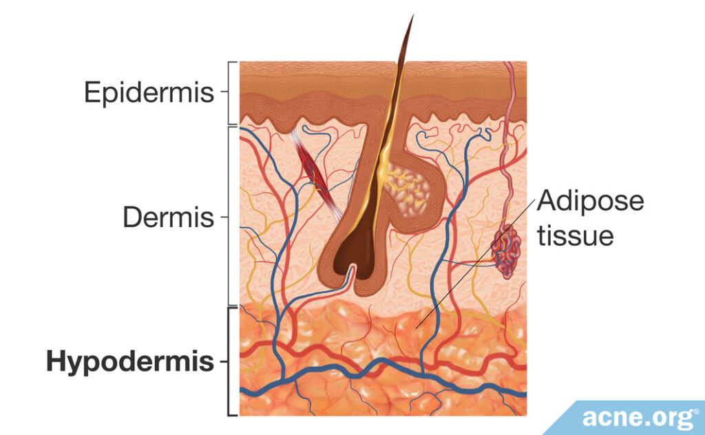 Hypodermis