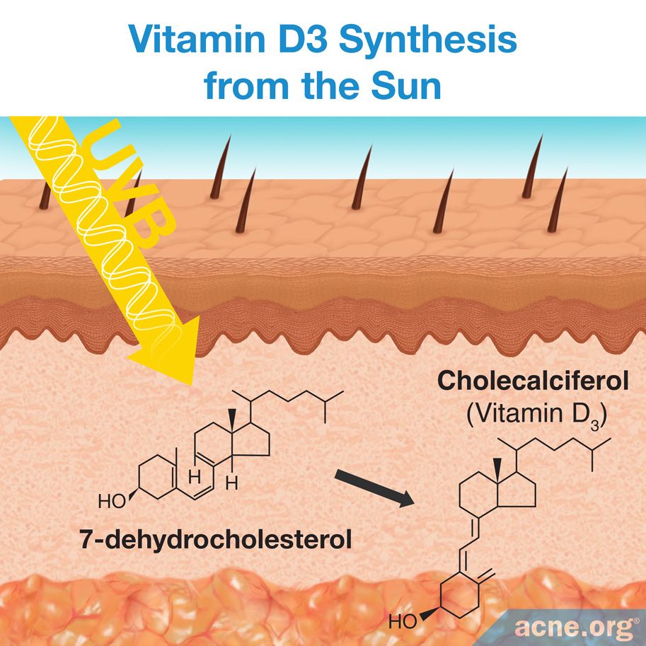 Vitamin D Synthesis