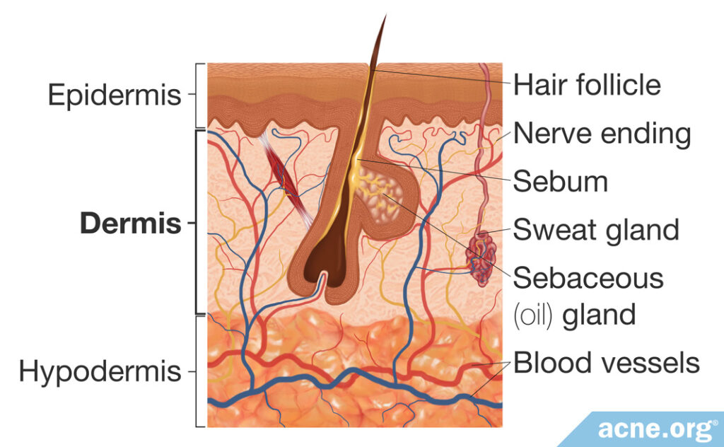 Dermis