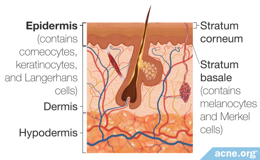 Epidermis