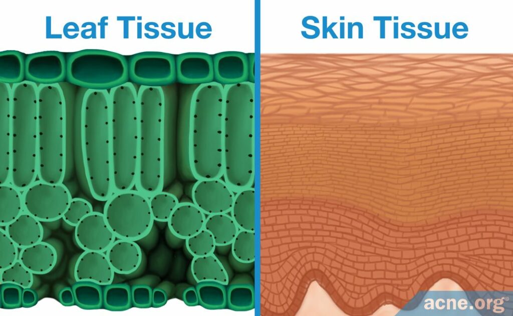 Leaf Tissue and Skin Tissue