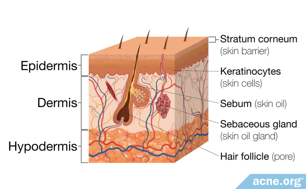 Skin Square Showing Structure of the Skin