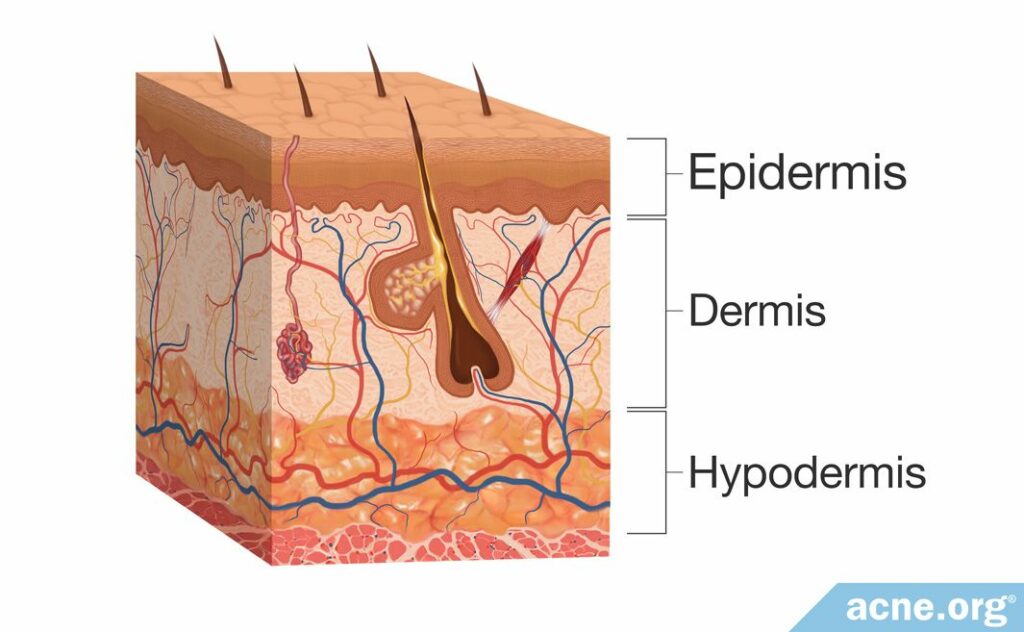 Structure of Human Skin