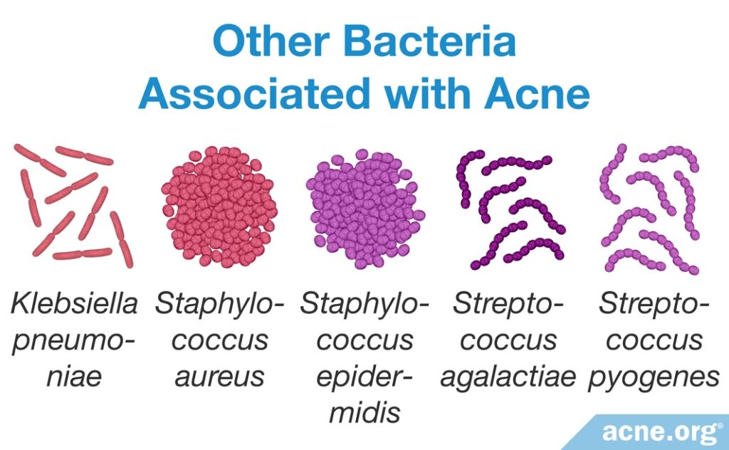 Other Bacteria Associated with Acne