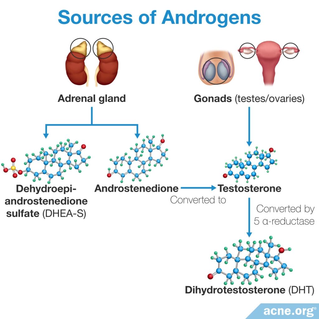 Sources of Androgens