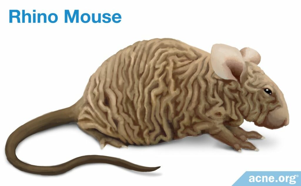 Rhino Mouse