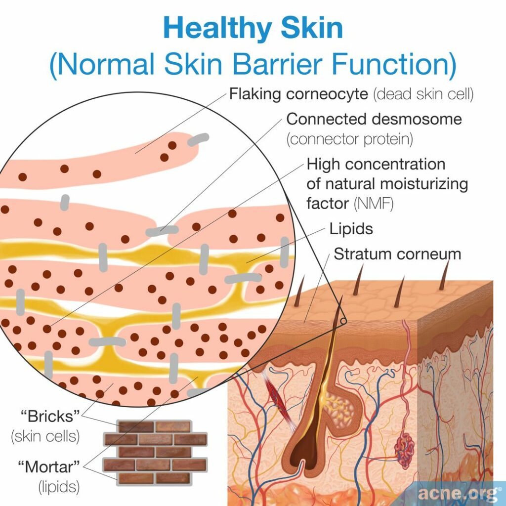 Healthy Skin with a Normal Skin Barrier Function