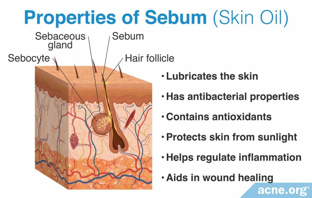 Properties of Sebum (Skin Oil)