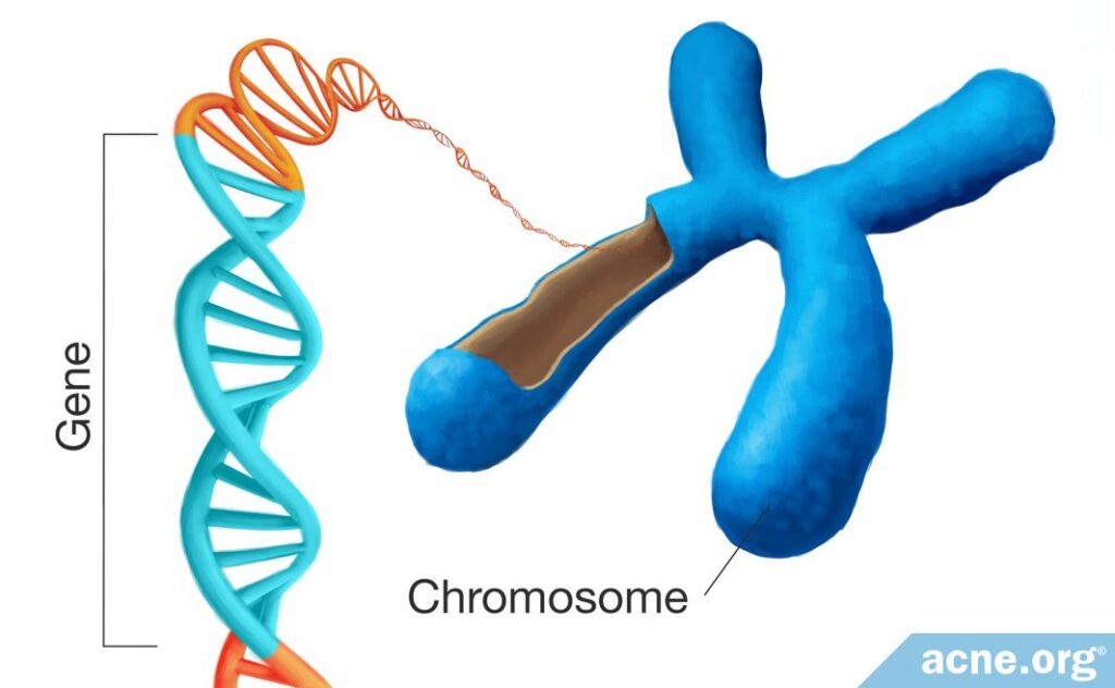 Chromosome and Gene