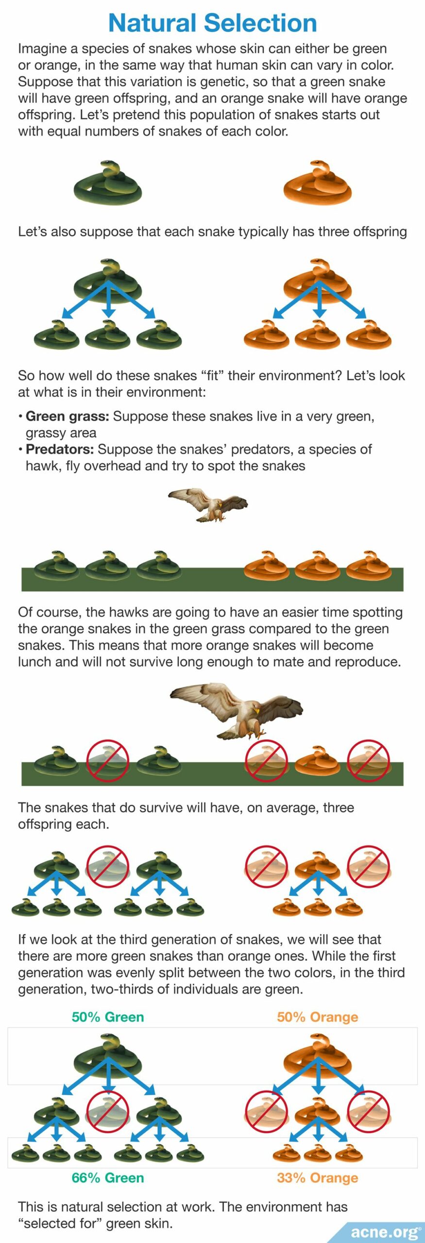 Natural Selection