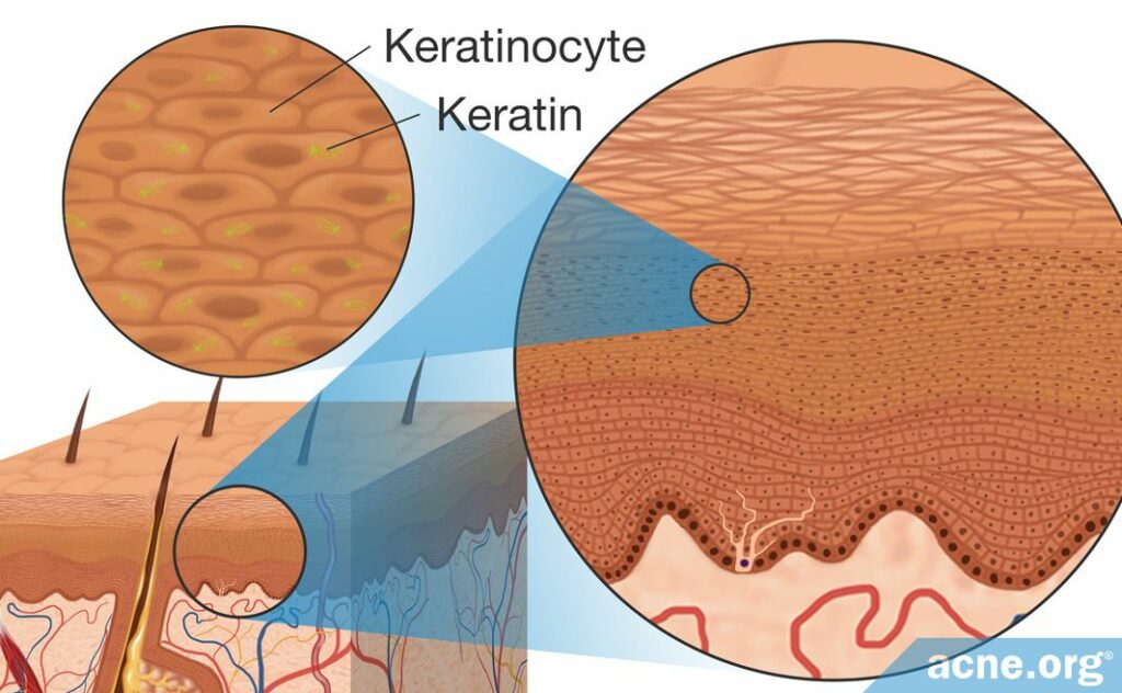 Keratinocytes and Keratin