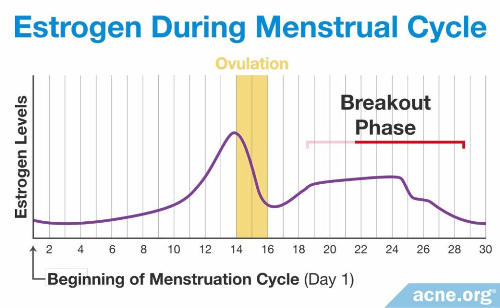 Estrogen During Menstrual Cycle
