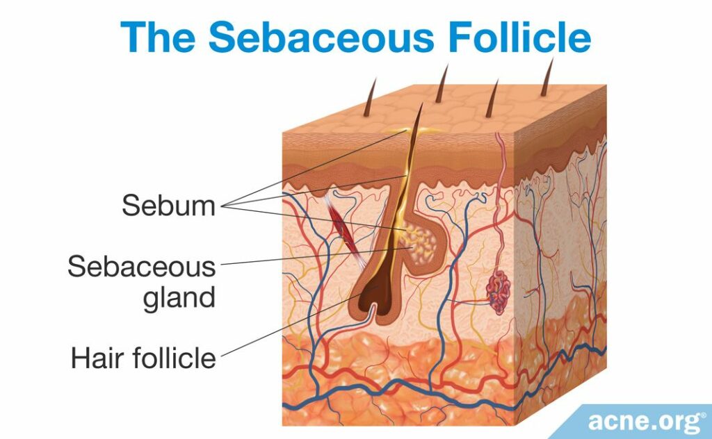 The Sebaceous Follicle