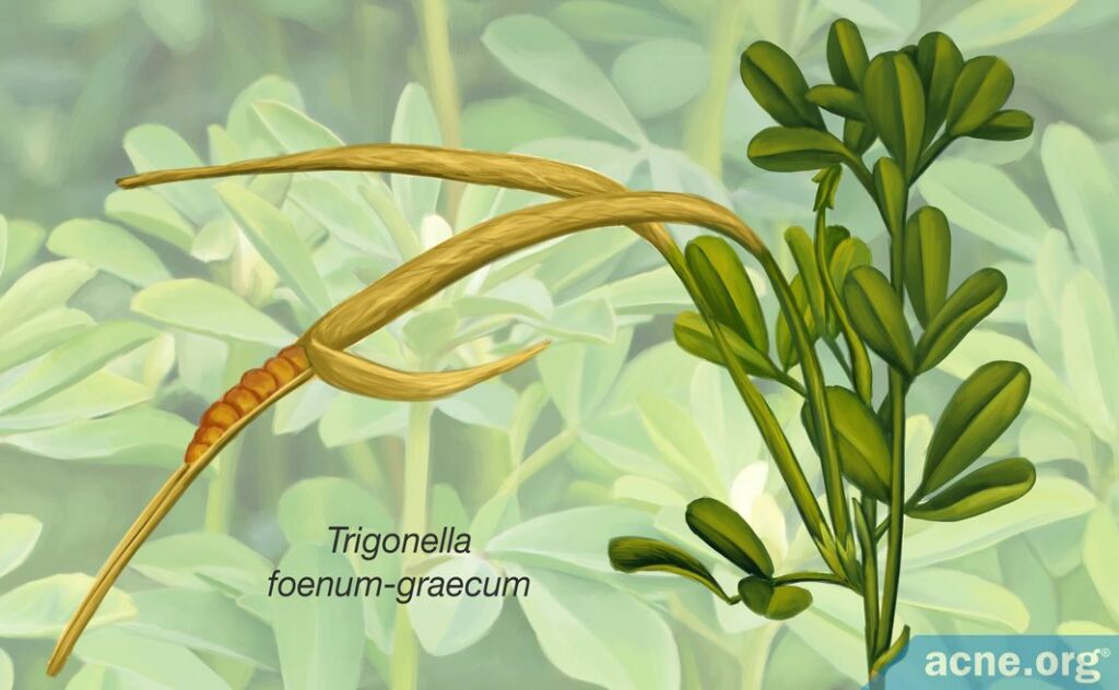 Trigonella foenum-graecum