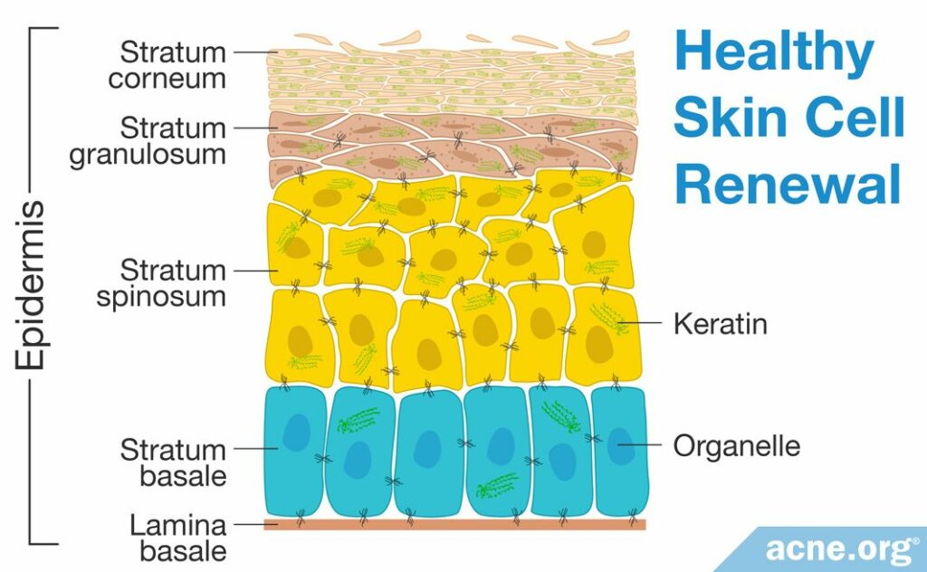 Healthy Skin Cell Renewal