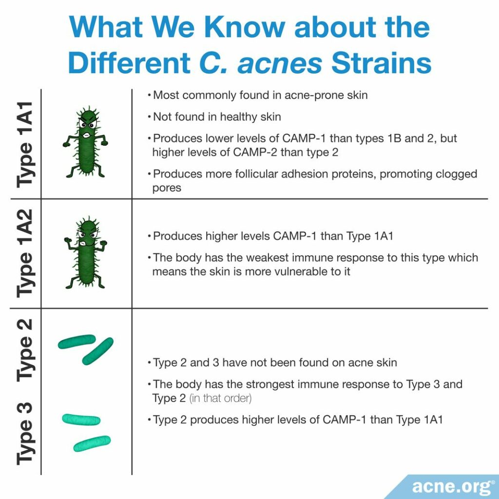 What We Know About the Different C. acnes Strains