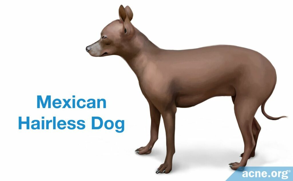 Mexican Hairless Dog