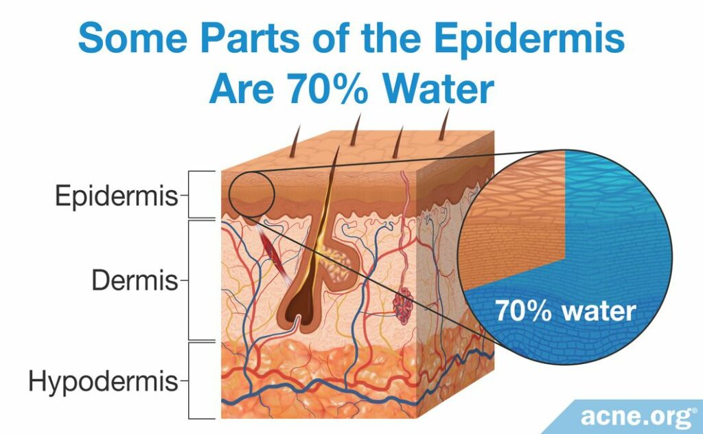 Some Parts of the Epidermis Are 70% Water