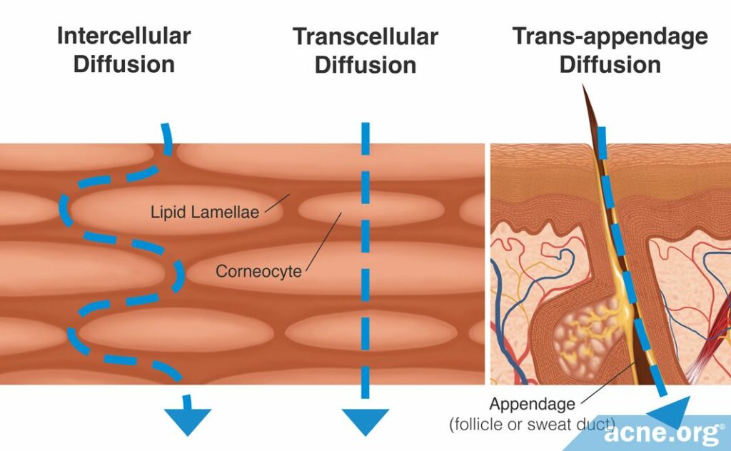 Intercellular, Transcellular, and Trans-appendage Diffusion
