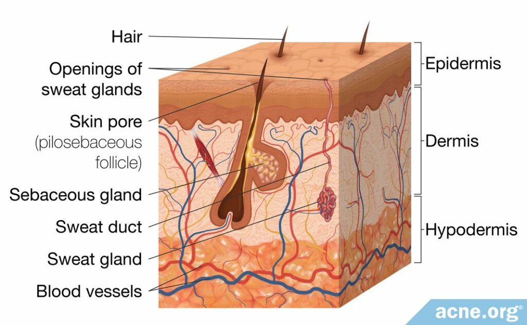 Human Skin and Pore Anatomy