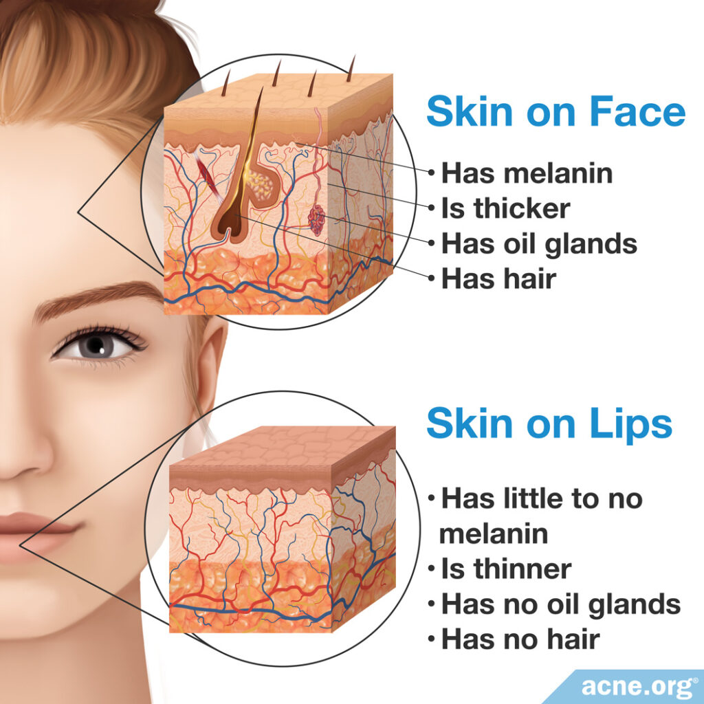 Skin on the Face vs. Skin on the Lips