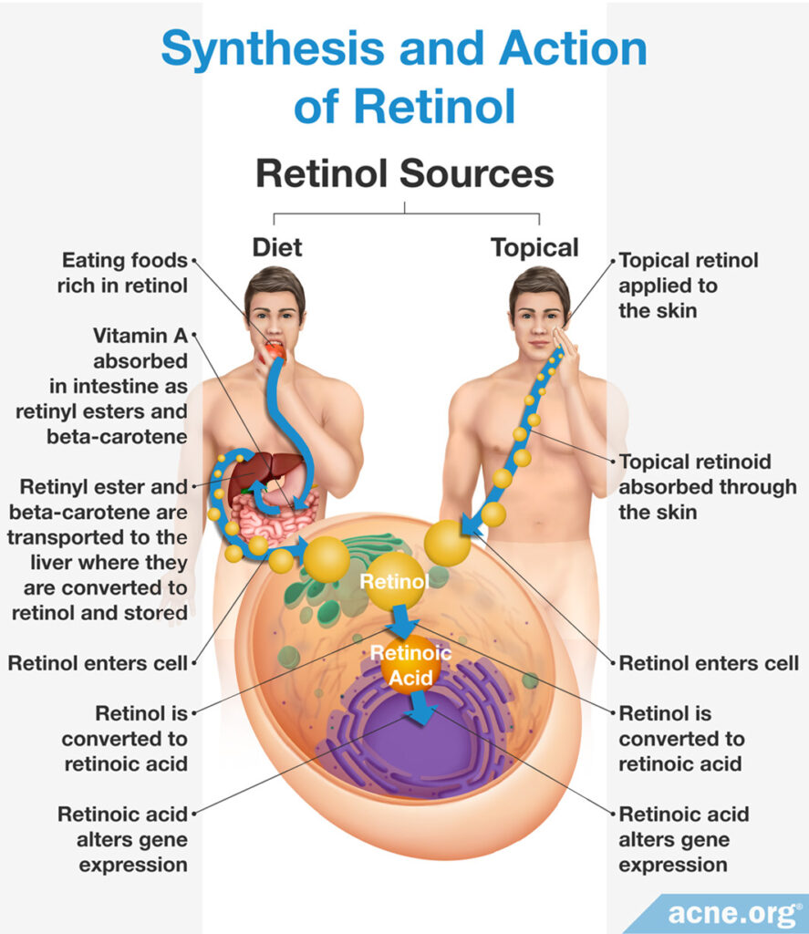 Synthesis and Action of Retinol