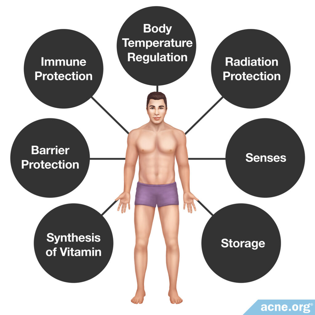 Functions of Human Skin