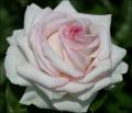 Profile picture of English_Rose