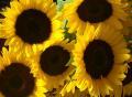 Profile picture of bunchesofsunflowers