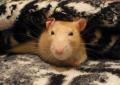 Profile picture of Rattina89