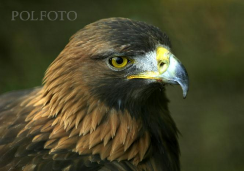 Profile picture of EaglesGirl