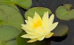 Profile picture of yellowwaterlily
