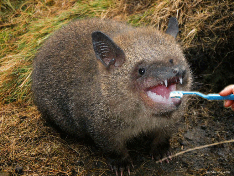 wombat 666