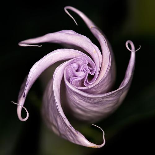 Profile picture of Datura